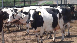 J9���Ź���(�й�)-�ٷ���վ