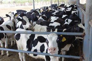 J9���Ź���(�й�)-�ٷ���վ