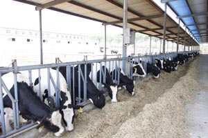 J9���Ź���(�й�)-�ٷ���վ