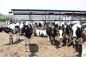 J9���Ź���(�й�)-�ٷ���վ